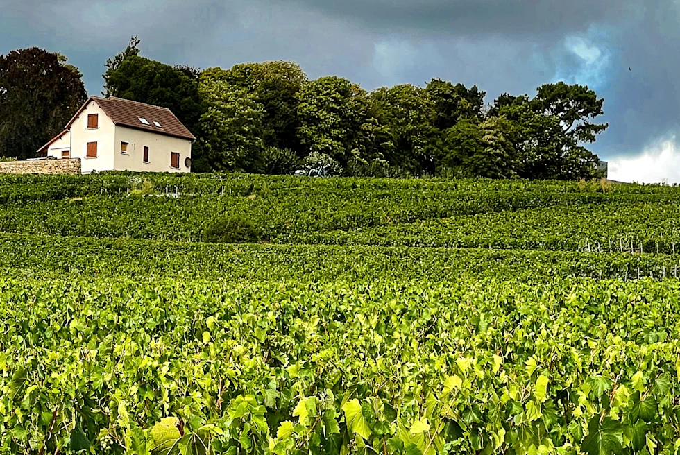 2 Days in Champagne, Reims - Day 3: Vineyard tour