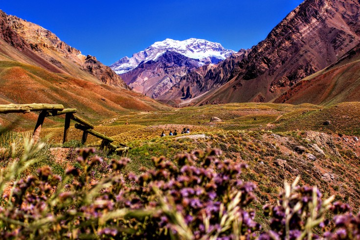 Green, tan, and purple wildflower covered fields in Mendoza Argentina with a snowcapped mountain behind the valley.