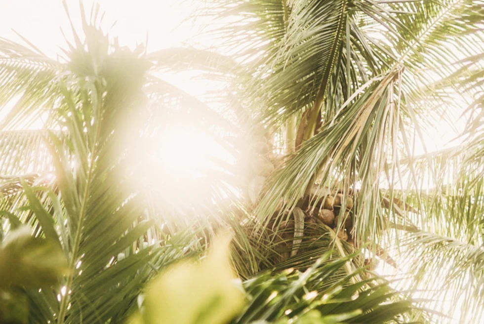 Lush green palm fronds and vegetation.