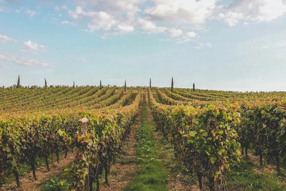 Vineyards in Bordeaux France