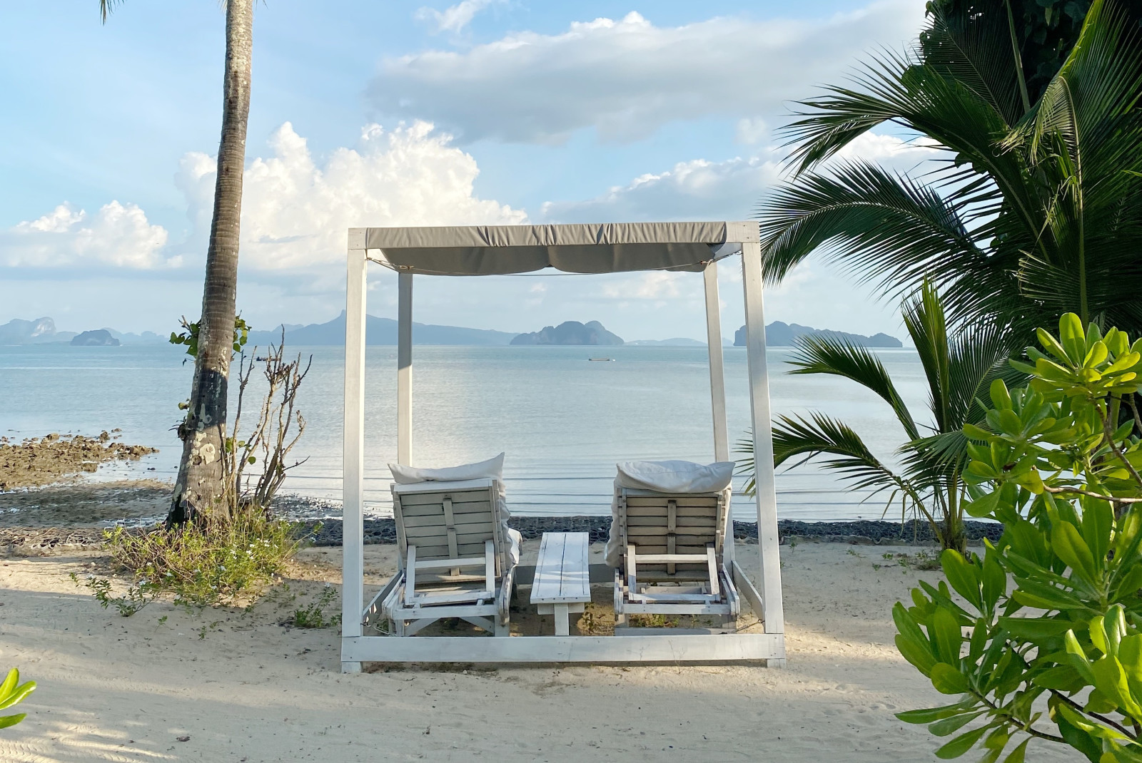 chairs next to a palm tree with the ocean in the background