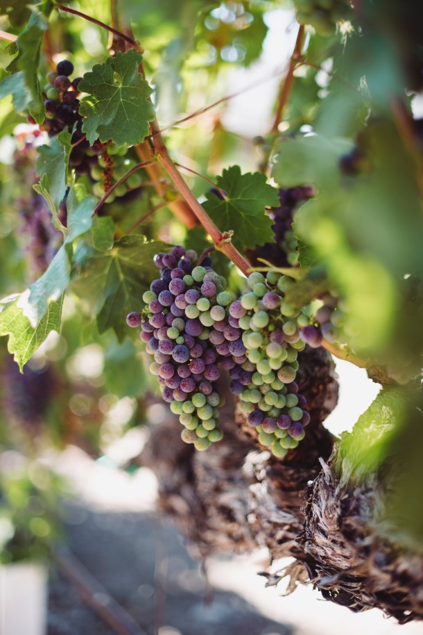 A vine with grapes. 