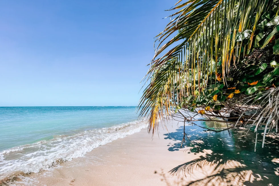 Cahuita National Park is where Costa Rica's untamed beauty and diverse ecosystems come together to create an enchanting haven of tropical biodiversity along the Caribbean coast.