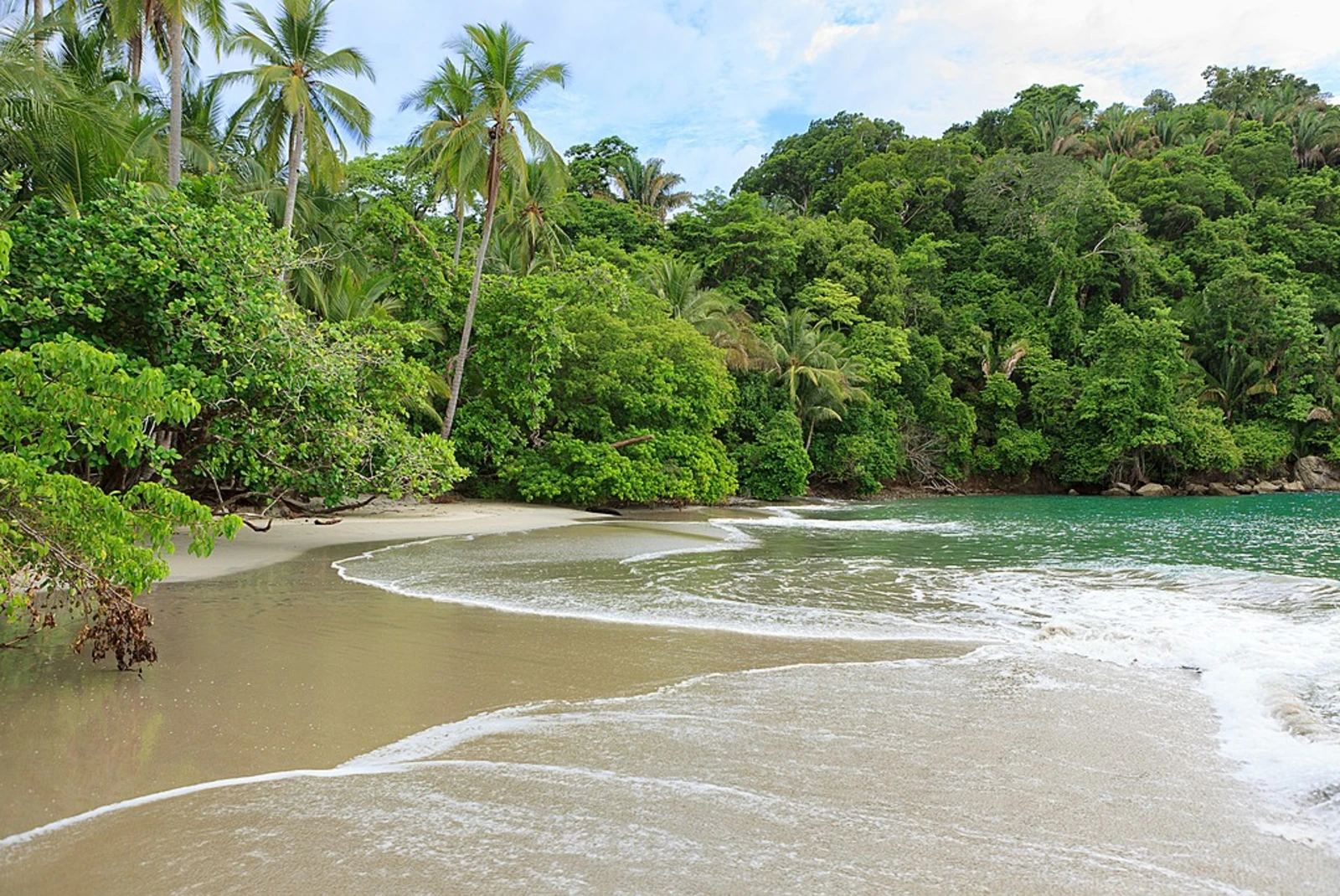 Manuel Antonio National Park with a beach and trees view