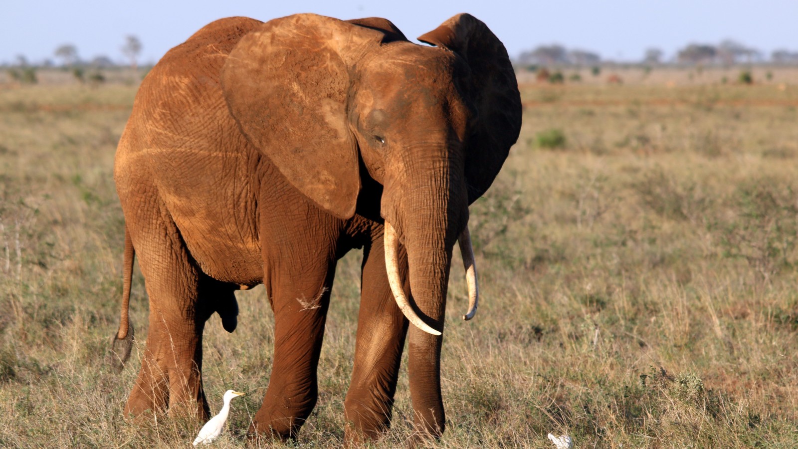 Up close shot of elephant standing in grassland in Kenya