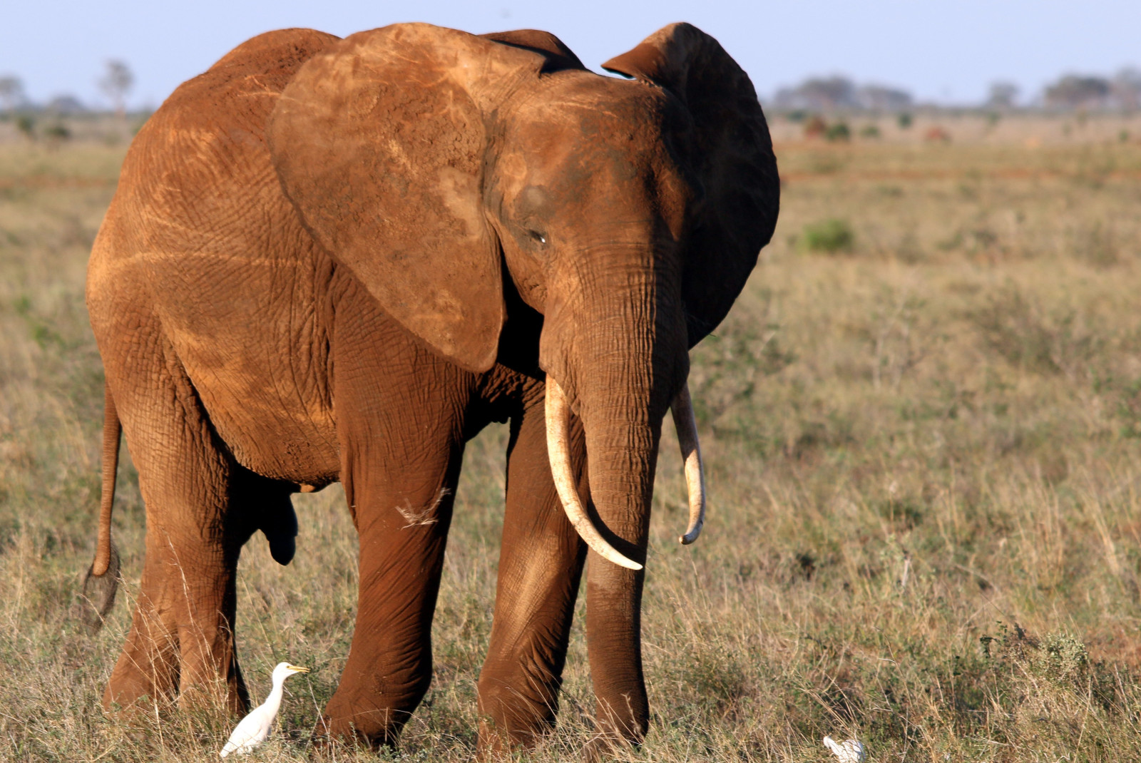 Up close shot of elephant standing in grassland in Kenya