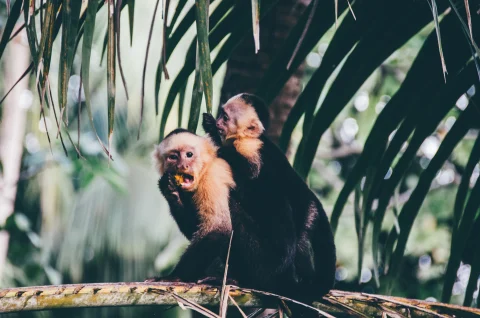 Monkey, Montezuma Costa Rica