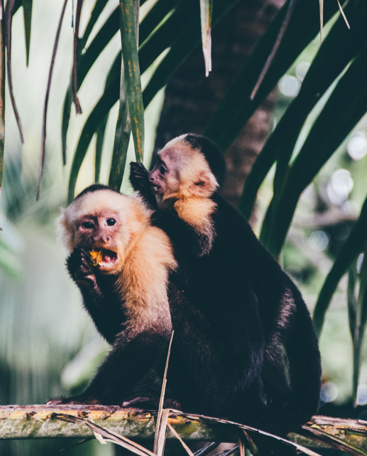 Monkey, Montezuma Costa Rica