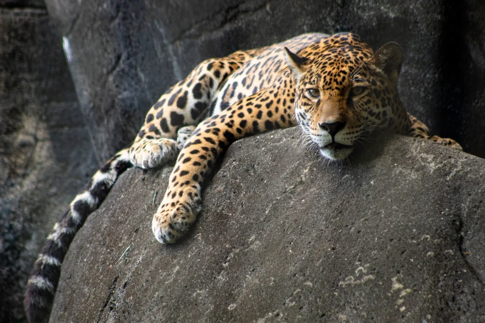 jaguar on a rock