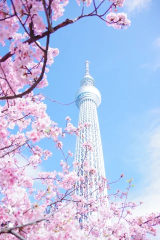 Cherry blossom with a high white tower in the background
