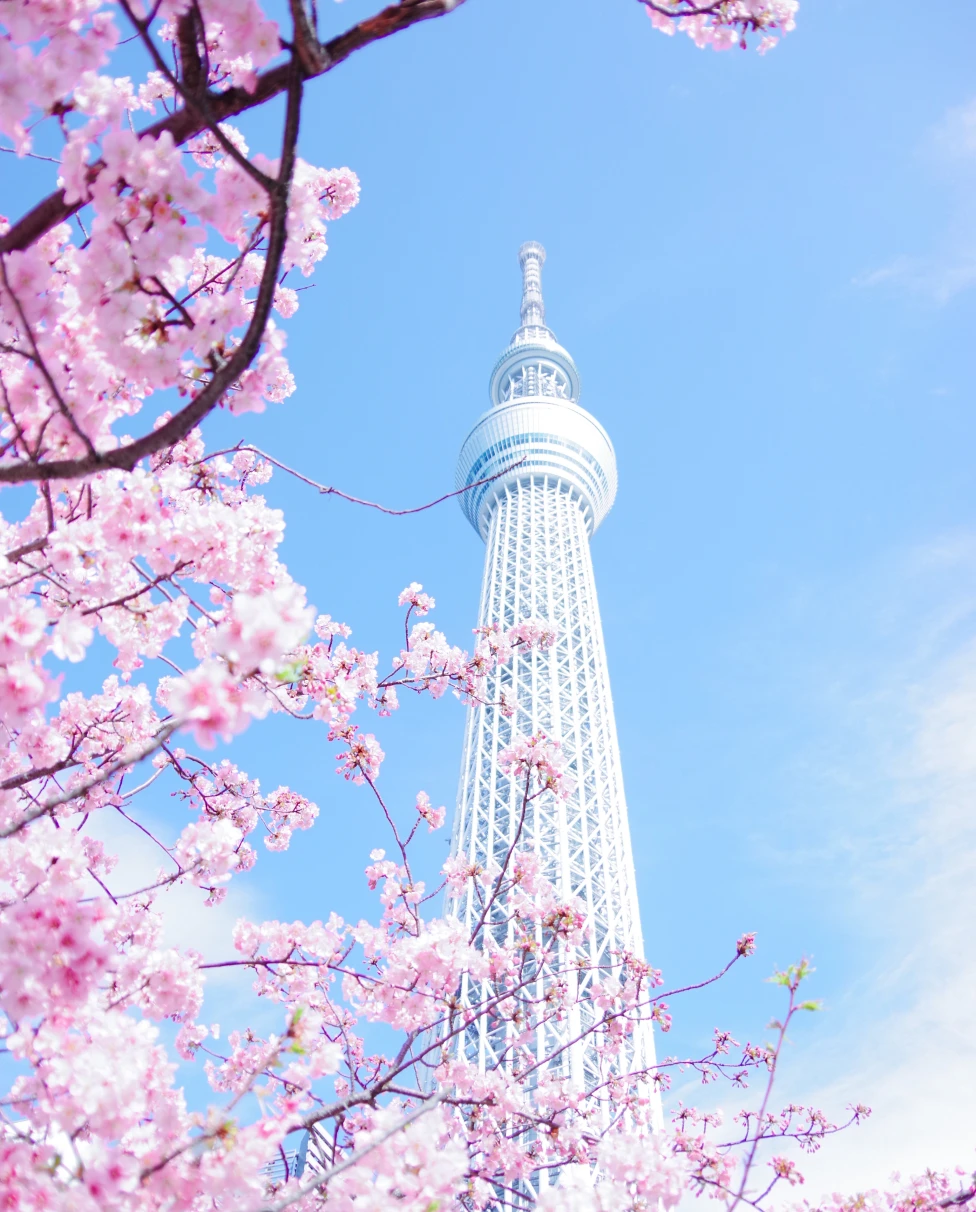 Cherry blossom with a high white tower in the background