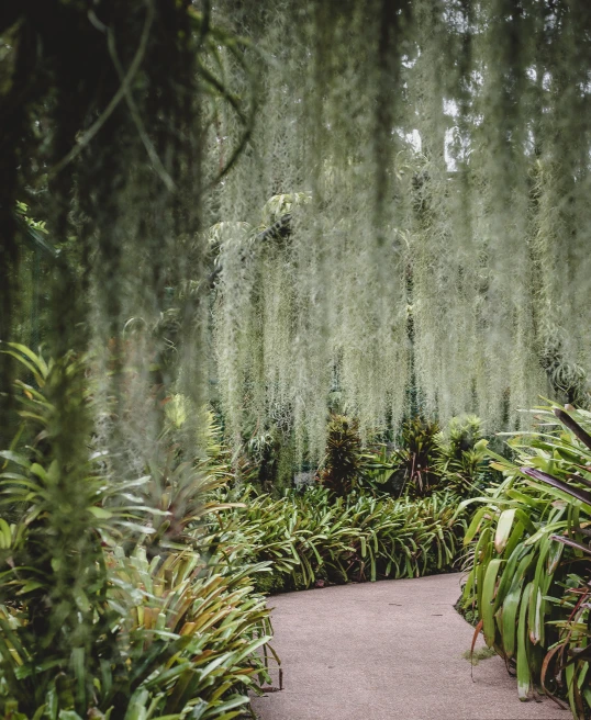 Path surrounded by lush green plants during daytime