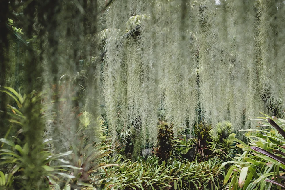 Path surrounded by lush green plants during daytime