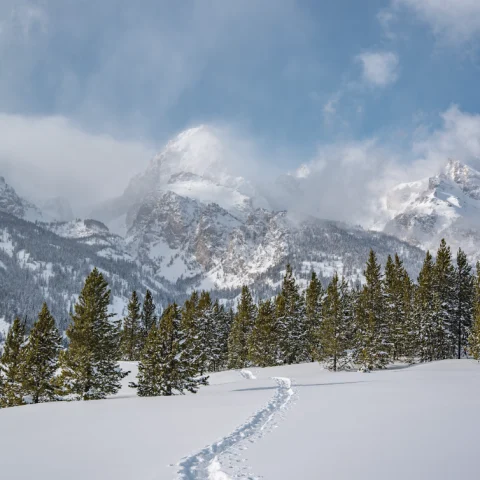 A snowy trail leading to a forest of pine trees with a snowy mountain in the distance and clouds hanging over the peaks. 
