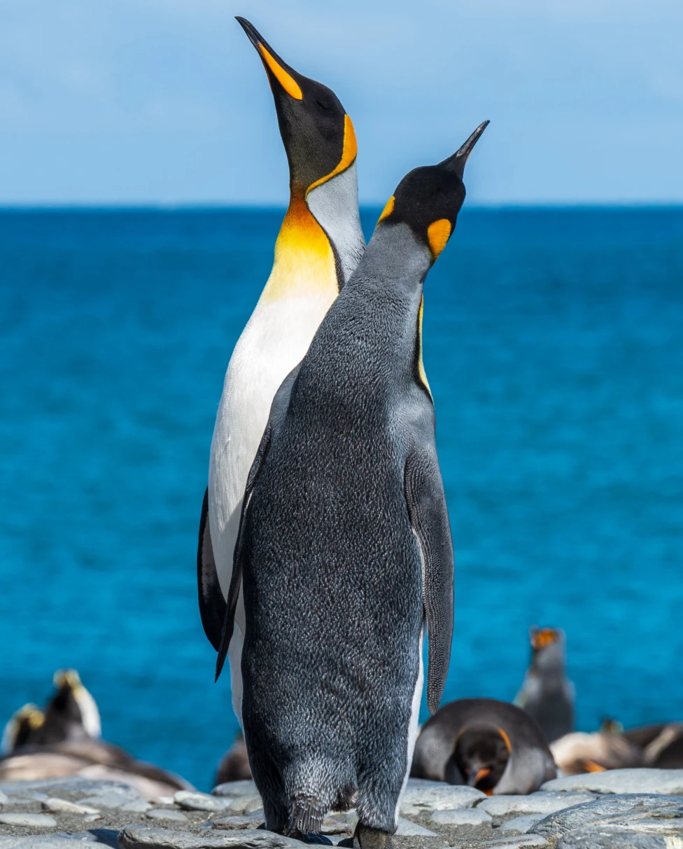 A picture of two penguins.