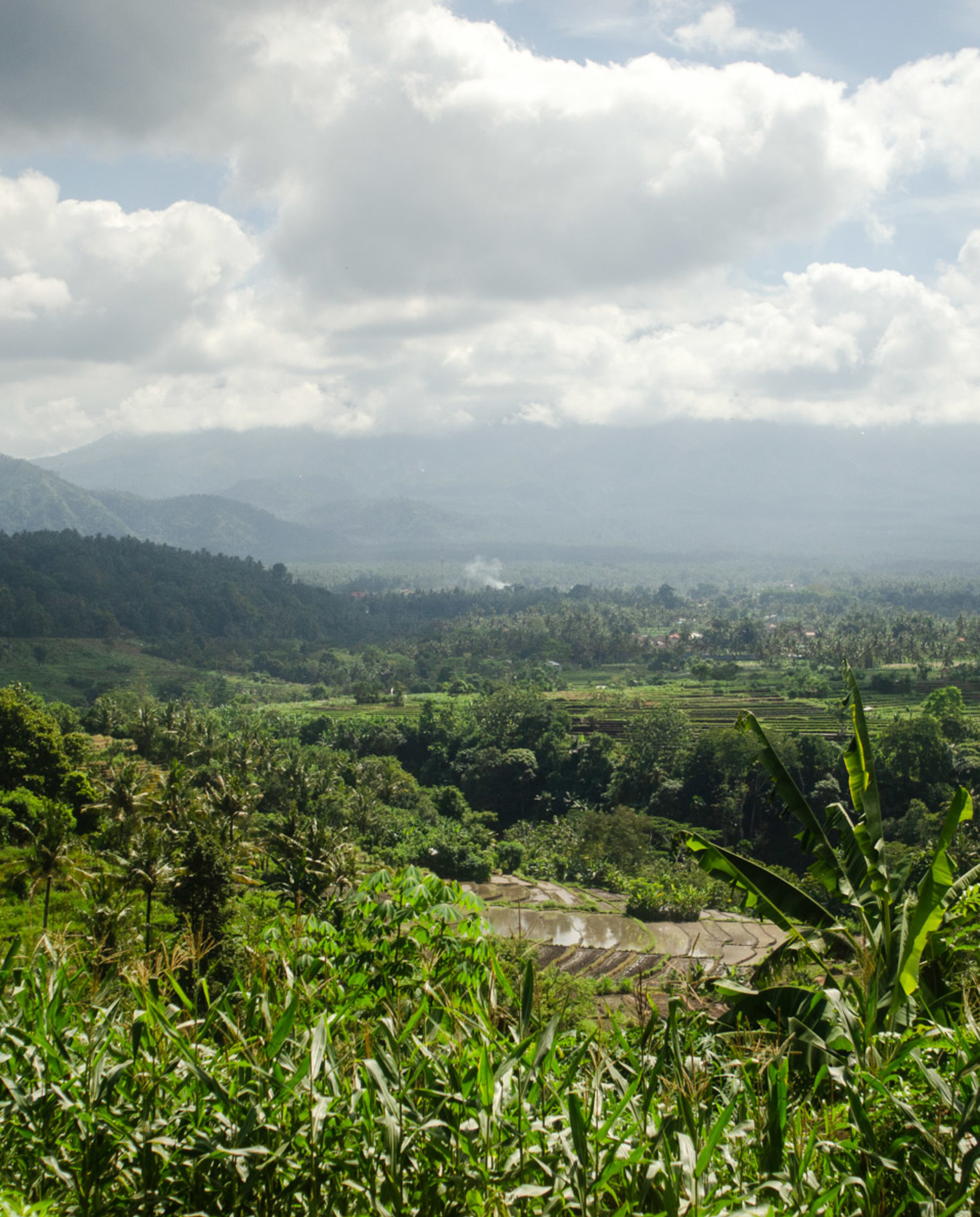 Lush green valley in Bali 