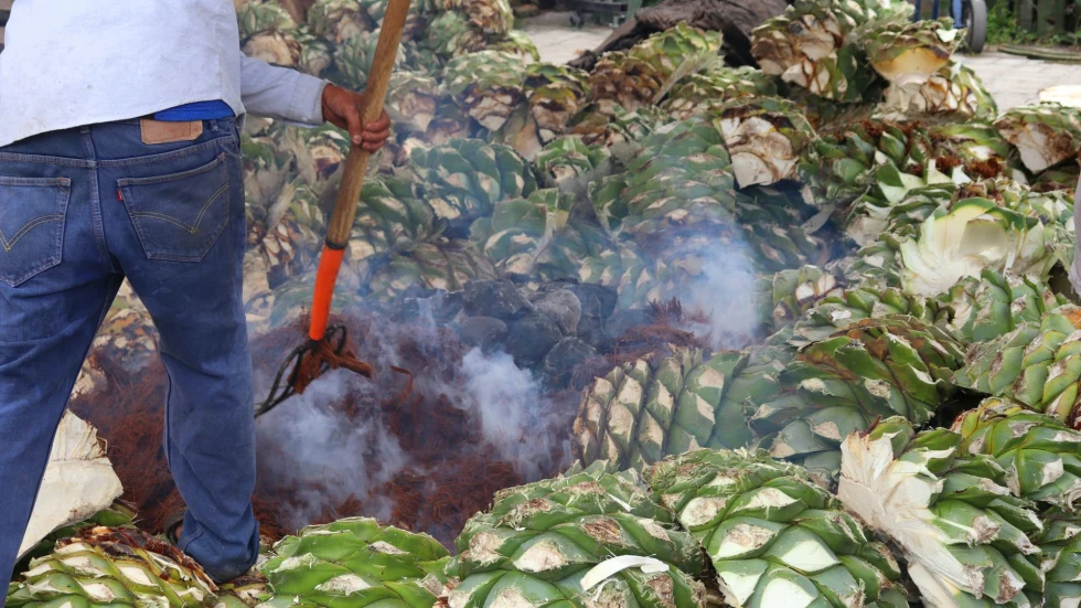 agave plants being smoked by a man with a hand tool