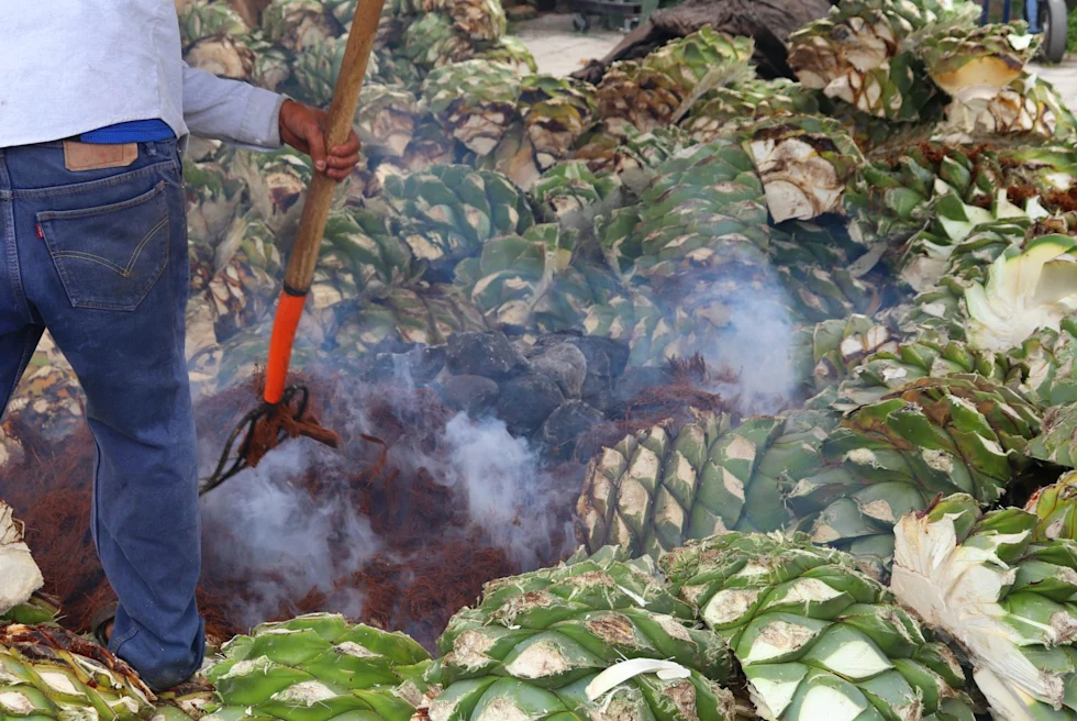 agave plants being smoked by a man with a hand tool