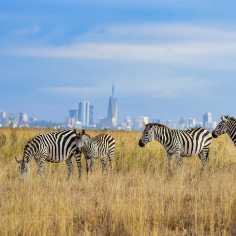 Zebras in the Safari