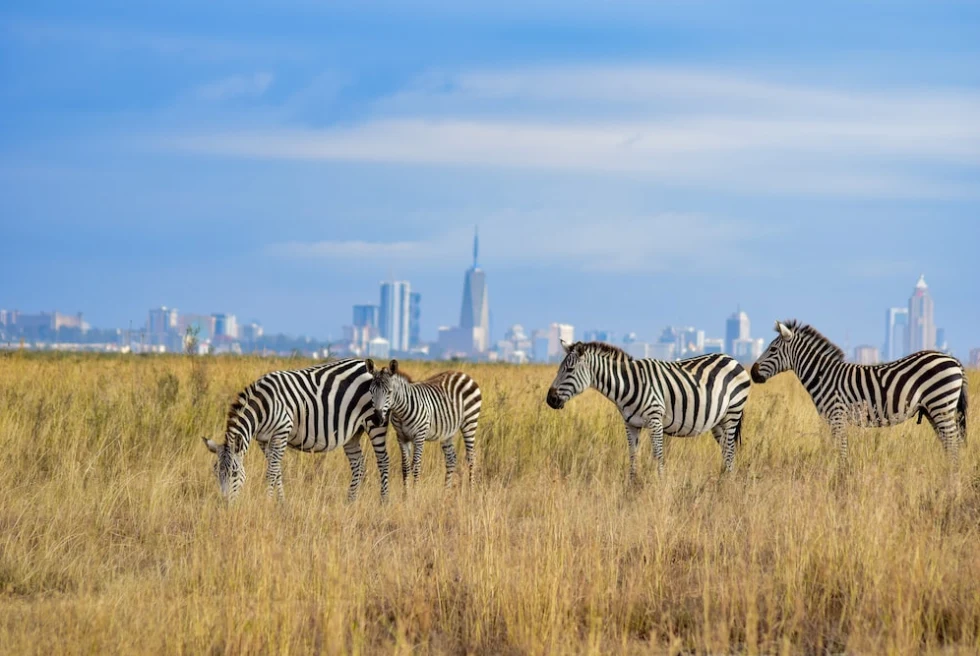 Zebras in the Safari