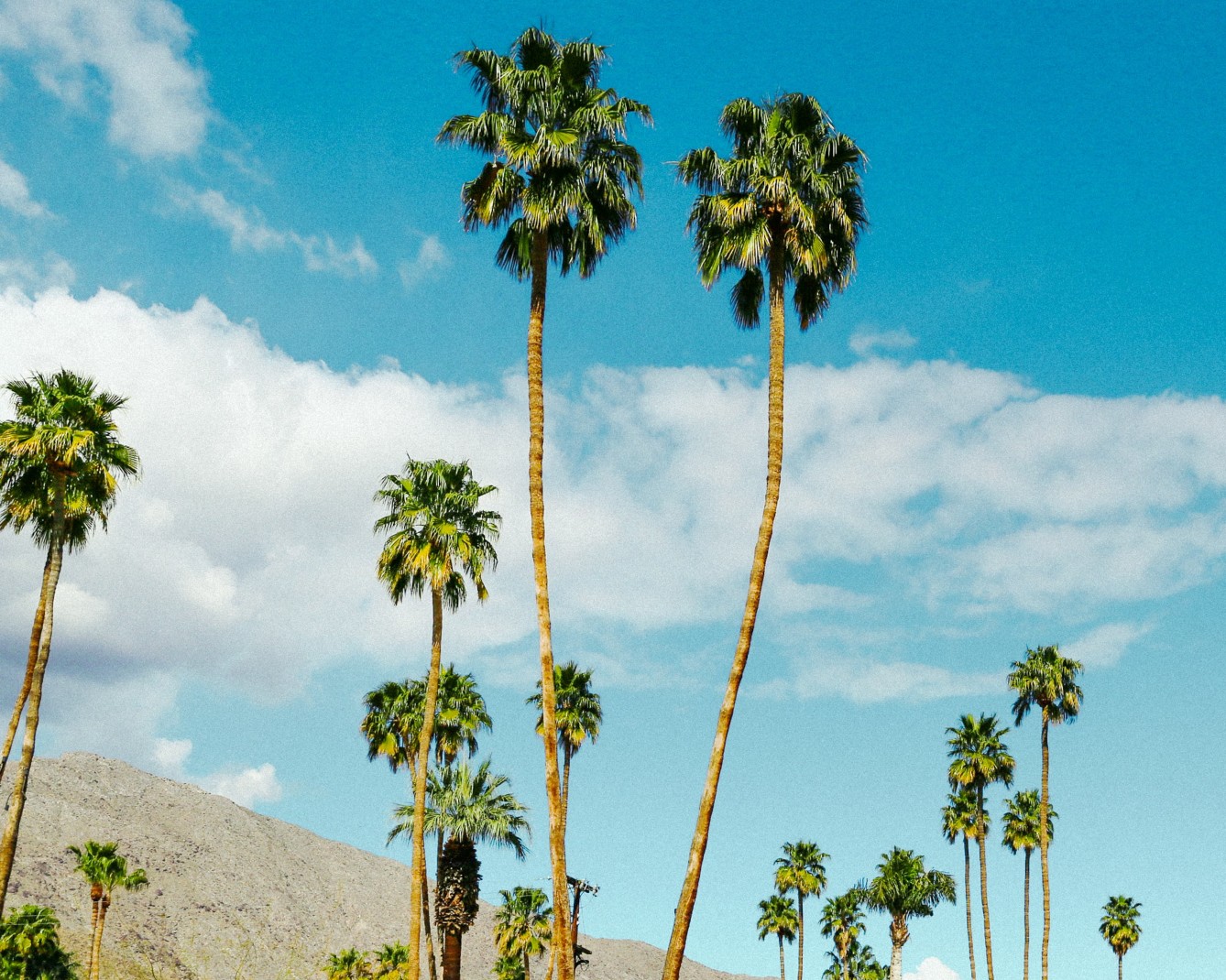Palm trees in blue skies in Palm Springs. 