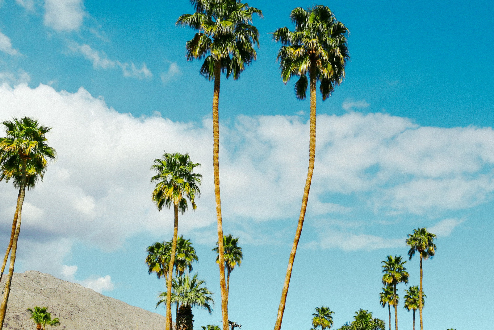 Palm trees in blue skies in Palm Springs. 