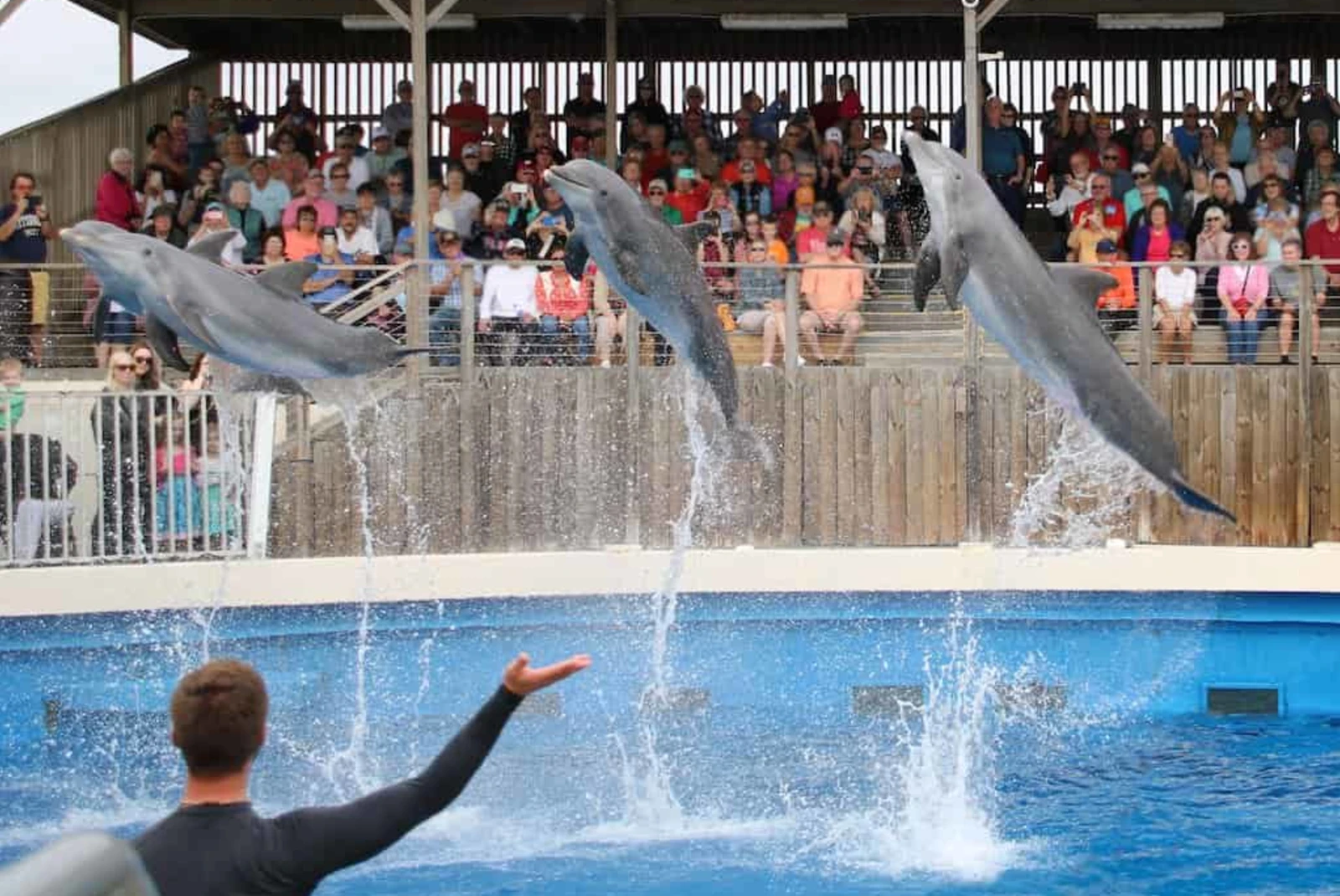 3 dolphin jump into the air from a pool at a show