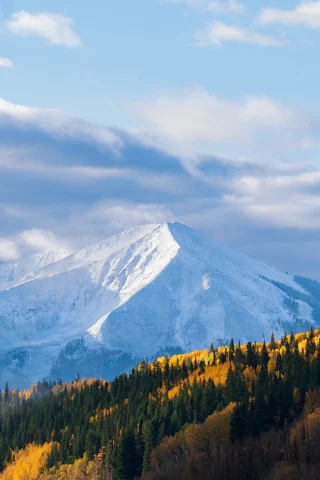 Yellow and green trees with a large snow-capped mountain in the background during daytime