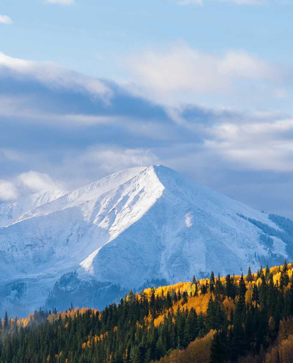 Yellow and green trees with a large snow-capped mountain in the background during daytime