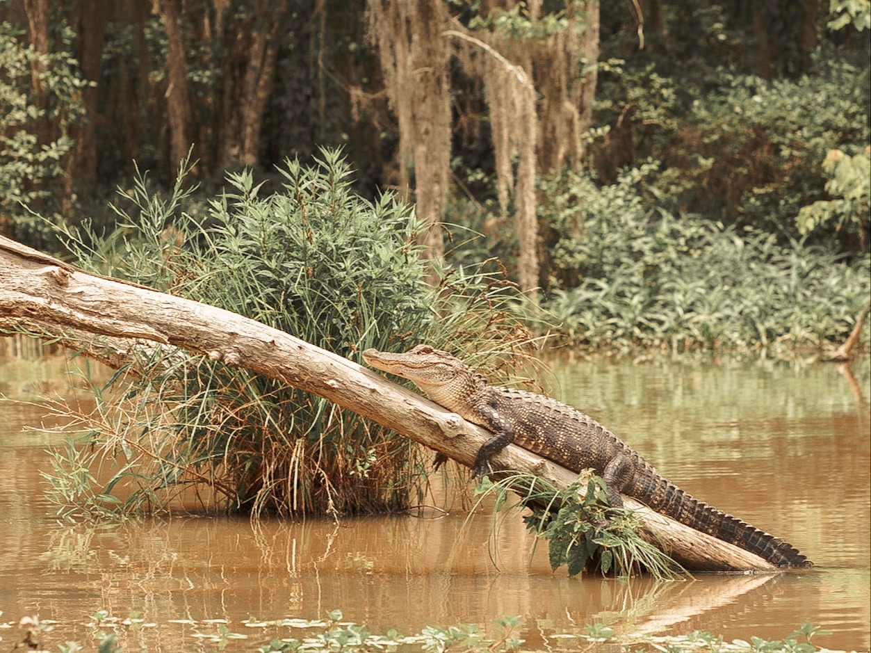 Nola Nature escapes