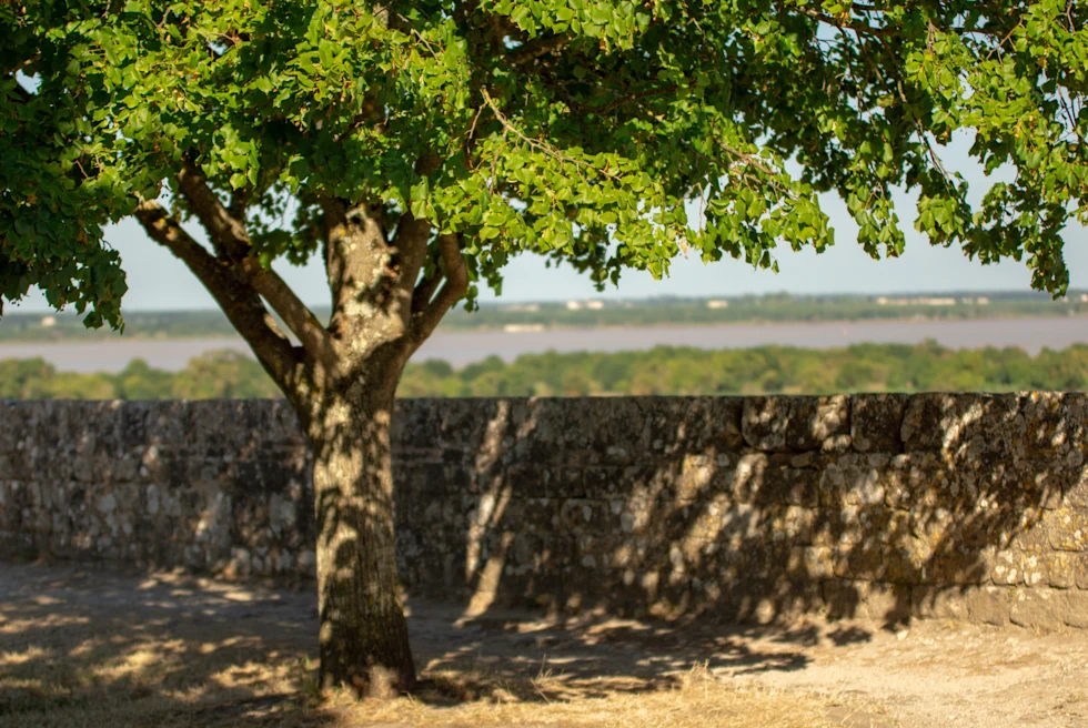 A tree near Blaye
