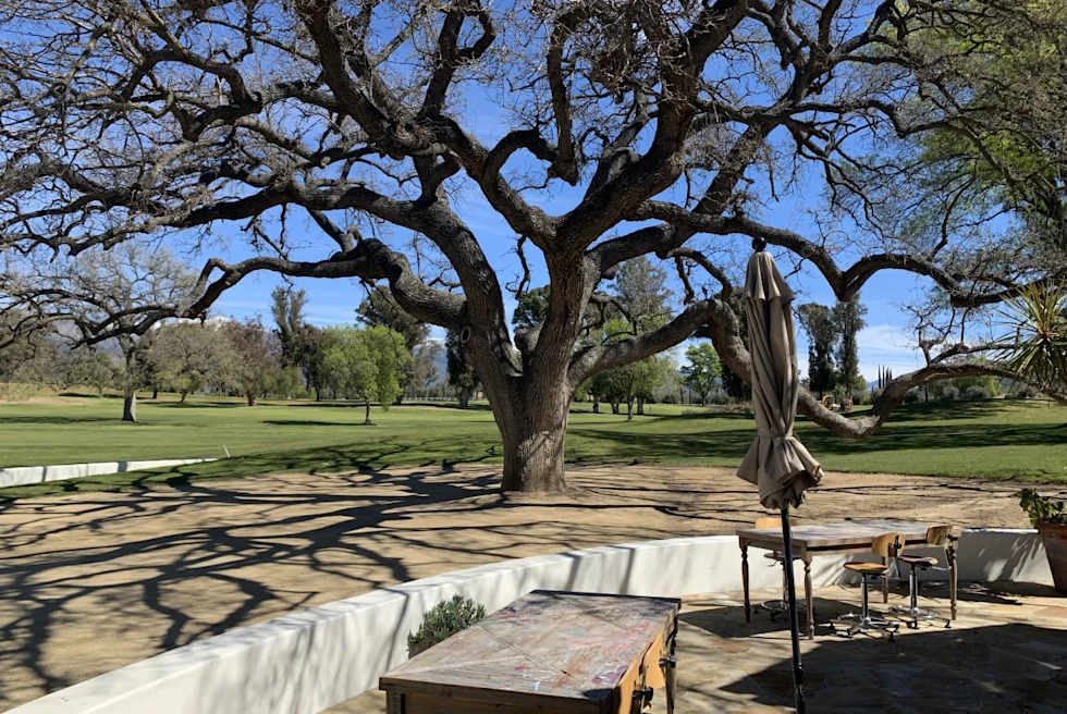 large tree with many reaching branches in a park on a sunny day