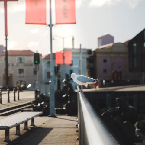 A white bird sitting on top of a wooden bench with buildings in the background. 