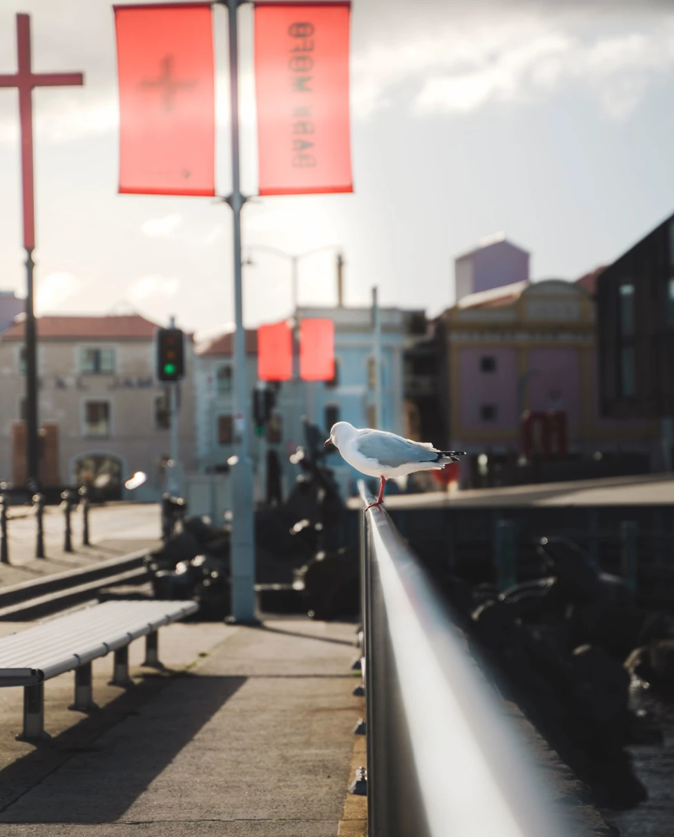 A white bird sitting on top of a wooden bench with buildings in the background. 