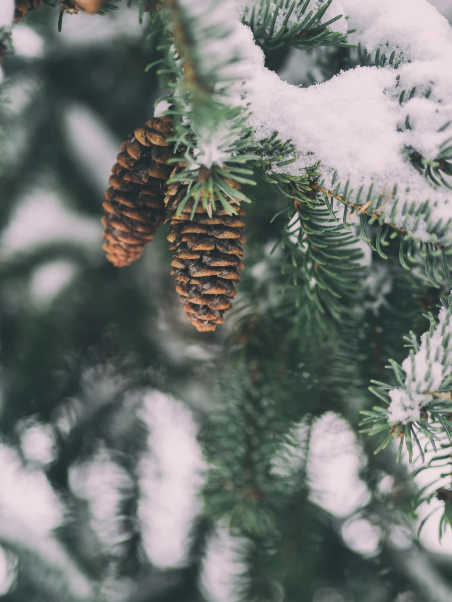 The image features a serene winter scene with pine cones hanging from a snow-dusted evergreen branch, evoking a calm and natural atmosphere.