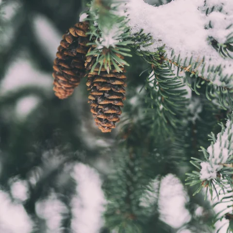 The image features a serene winter scene with pine cones hanging from a snow-dusted evergreen branch, evoking a calm and natural atmosphere.