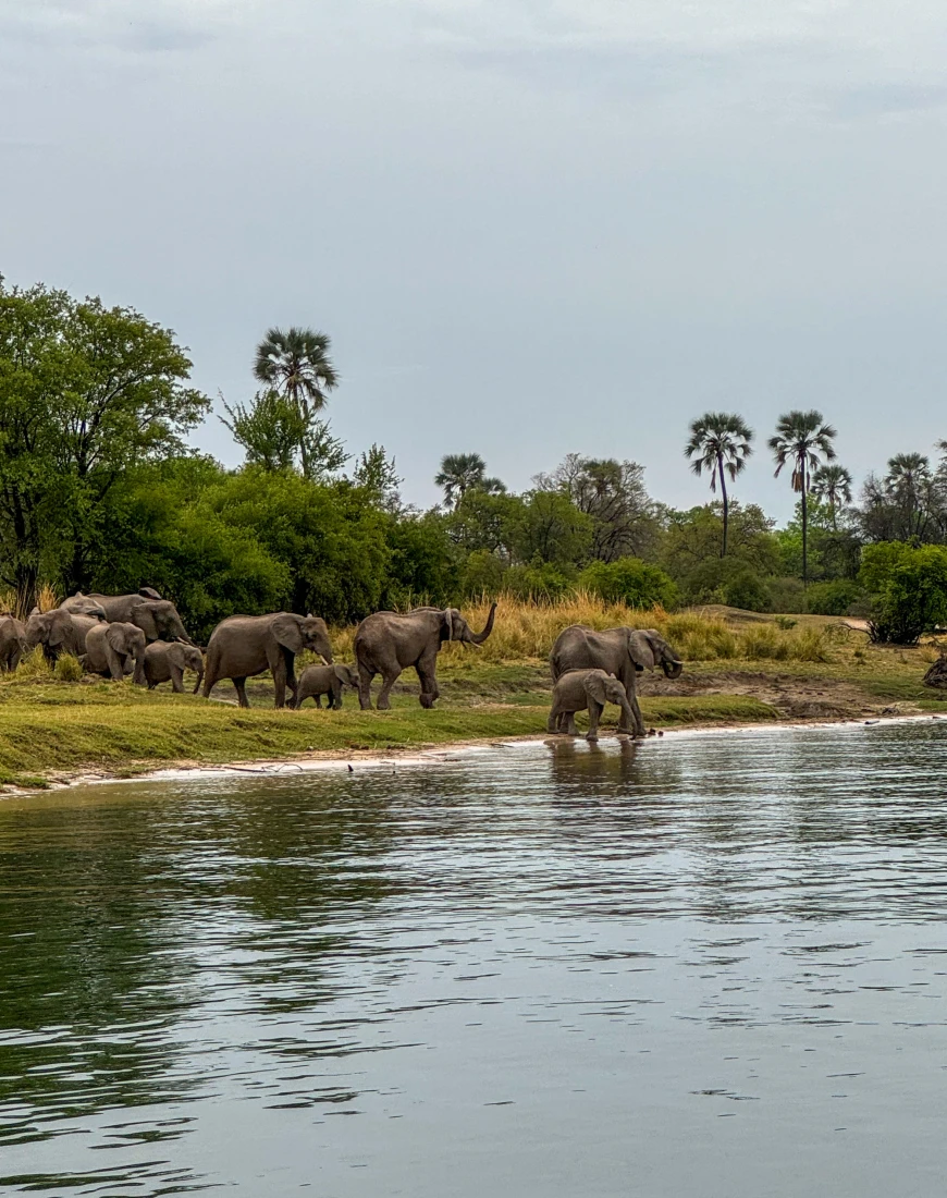 Elephants Zambezi Cruise