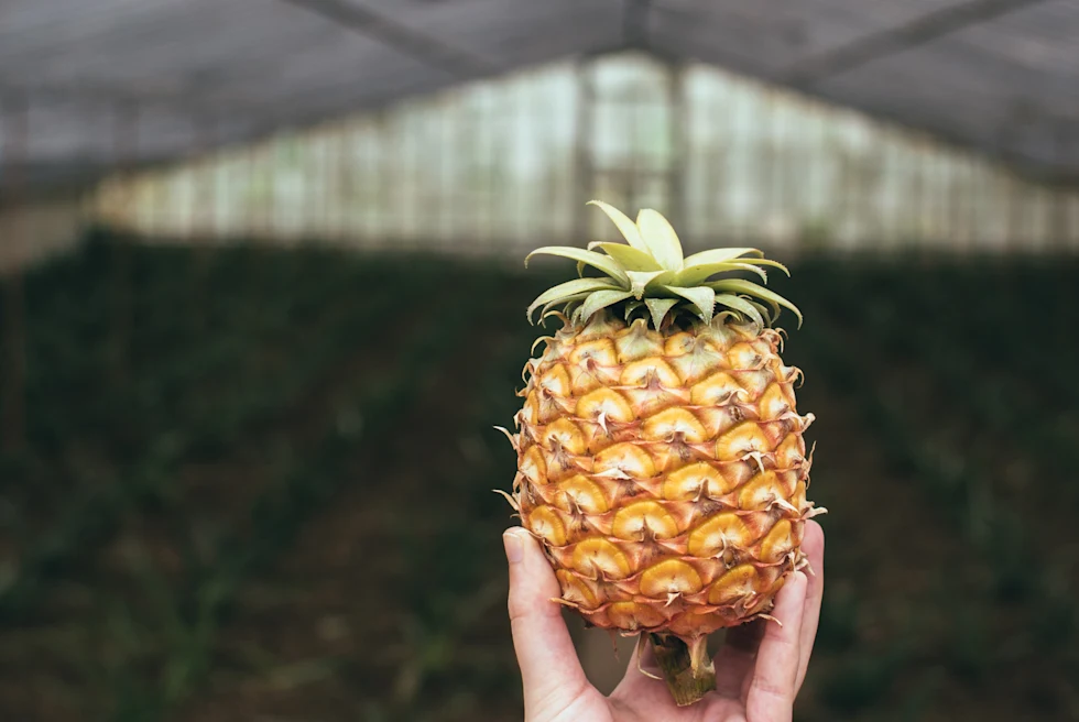 Pineapple in the Azores on the island of Sao Miguel.