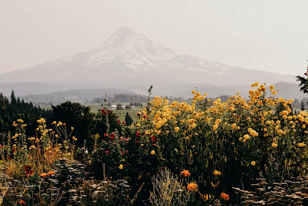 wildflowers during golden hour