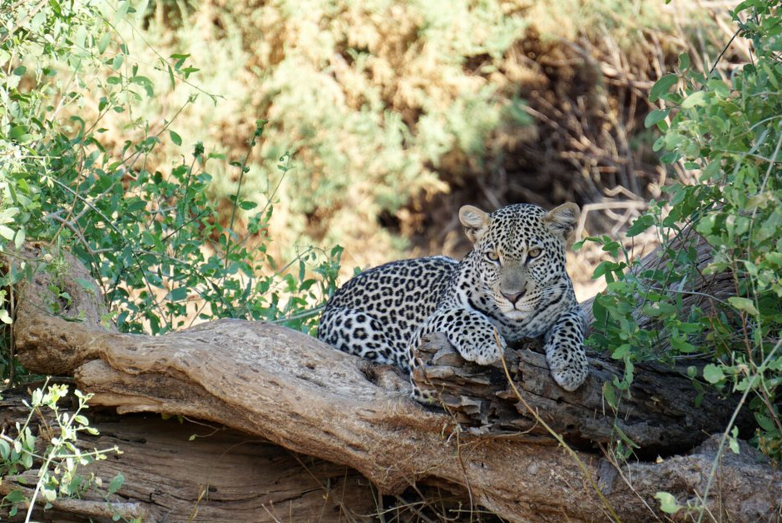 Cheetah resting on log in Samburu National Reserve. 