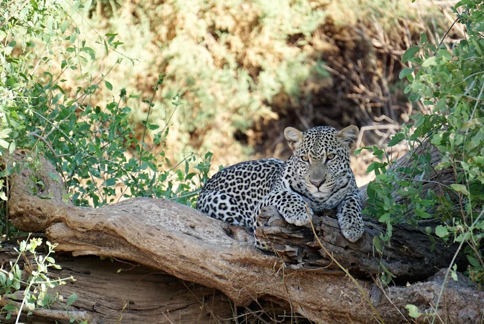 Cheetah resting on log in Samburu National Reserve.