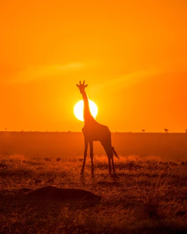 silhouette of a giraffe in the orange sunset