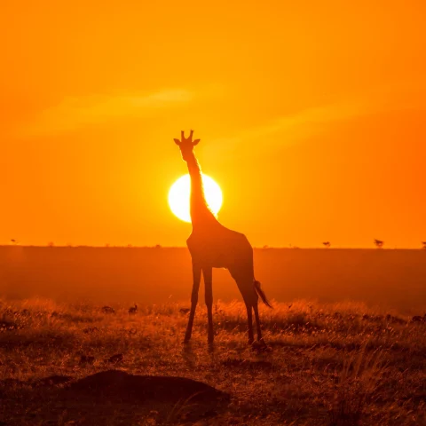 silhouette of a giraffe in the orange sunset