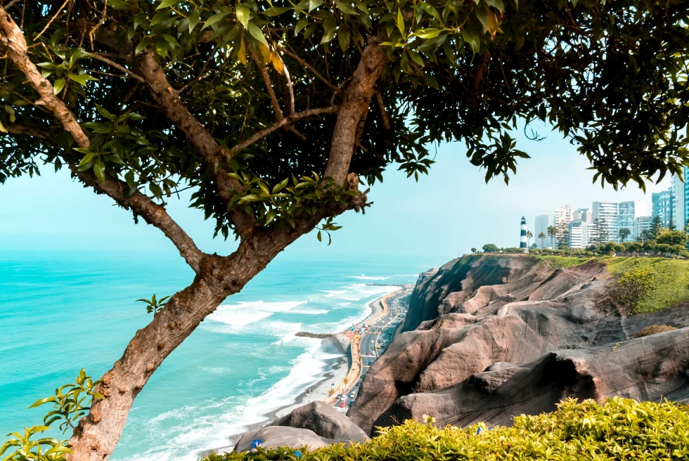 Tree with ocean and coastline under a blue sky during daytime