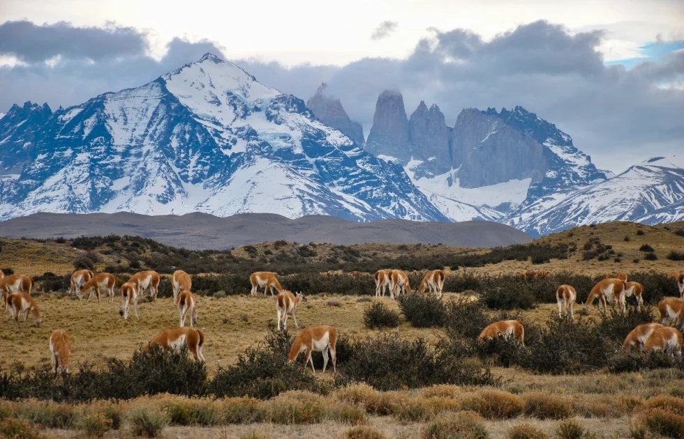 Animals on a steppe next to snow-covered mountains. 