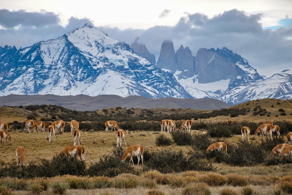 Animals on a steppe next to snow-covered mountains.