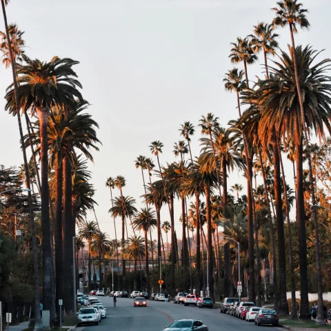 Cars on a road between palm trees.