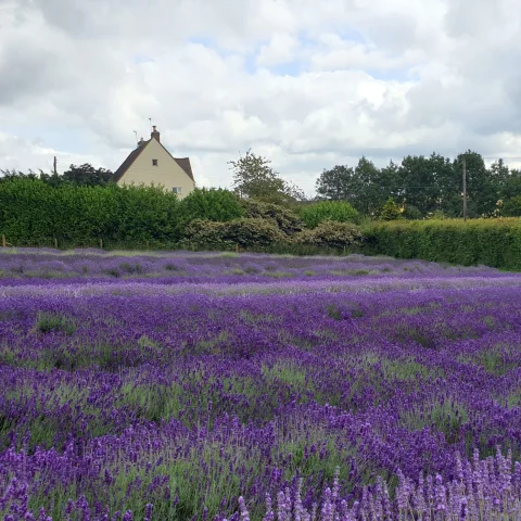 A lavender field near a white house in daytime.
