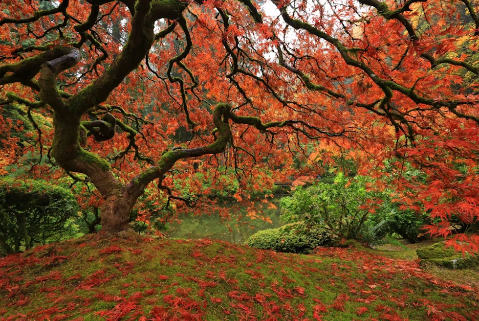 bright red and orange leaves on trees and on the ground of in a park in autumn