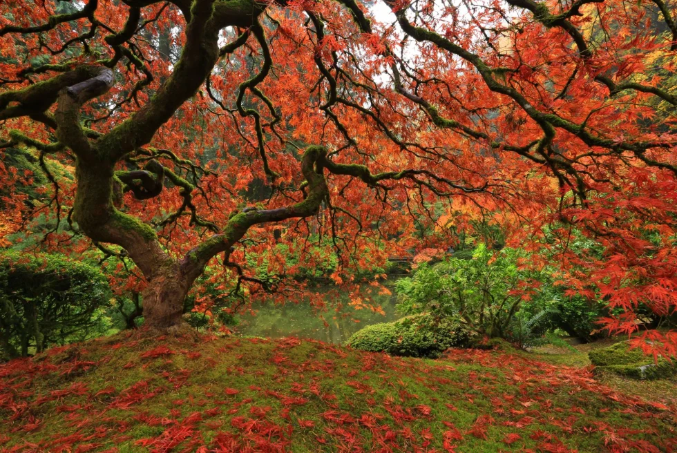 bright red and orange leaves on trees and on the ground of in a park in autumn 